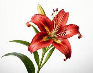 Red Lily Flower on White Background