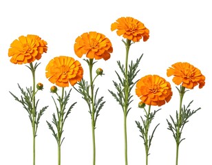 Five Orange Marigolds in a Row