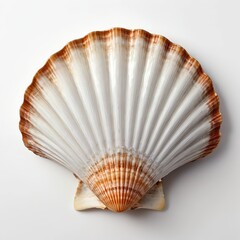 Single Scallop Shell on White Background
