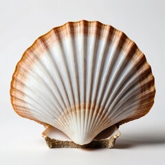 Elegant Scallop Shell on White Background