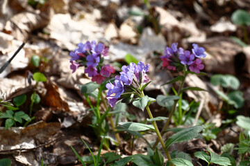 On a glade in forest  the modest wild pulmonaria has densely expanded.