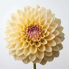 Creamy Yellow Dahlia Bloom
