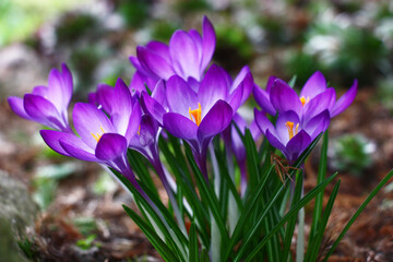 Group of violet crocuses. The fallen-down juniper needles under flowers. On a distance shot a sempervivum.