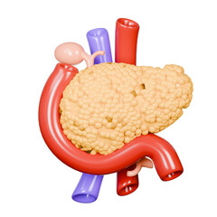 3D pancreas model for medical illustrations or educational resources in biology, healthcare, medical research, and scientific presentations for various audiences.