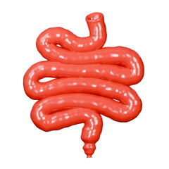 Red 3D model of human small intestines, perfect for medical presentations, educational materials, and healthrelated designs. Detailed and informative visualization.