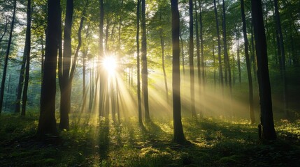 Obraz premium Sunlight filtering through forest trees