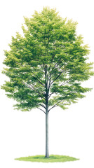 Obraz premium Green tree with isolated on white.