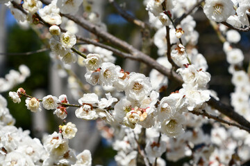 梅の花「玉牡丹」
