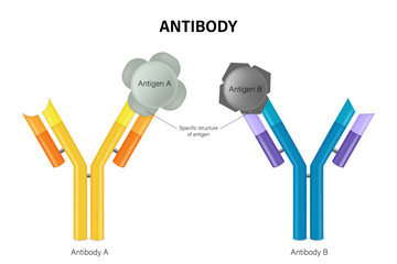 Antibody molecule. Antibody and Antigen. Immunoglobulin anatomy. Humoral immunity. Adaptive immune response.