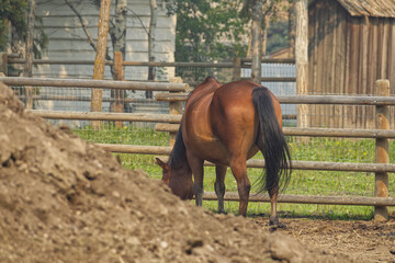 Naklejka premium A Horse at a Farm
