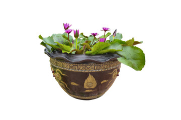 In a pot filled with water, a beautiful pink lotus flower was blooming and green lotus leaves.
Isolated on White background.