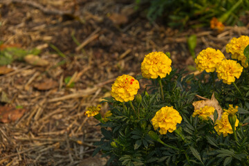 Marigold Blooming in Late Summer