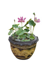 In a pot filled with water, a beautiful pink lotus flower was blooming and green lotus leaves.
Isolated on White background.