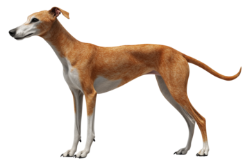 graceful Whippet dog stands with sleek, muscular build and smooth, short coat. Its alert expression and poised stance highlight its elegance and agility