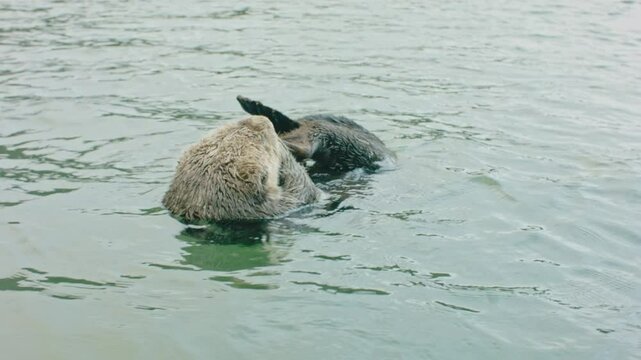 Sea Otter Floating on Its Back Cleaning its Foot