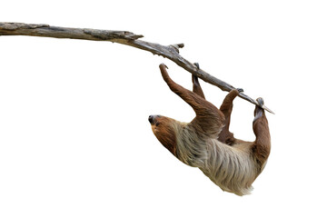Cute two-toed sloth hanging on tree branch isolated on transparent background png file