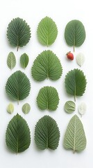 Fototapeta premium Assorted Strawberry Leaves
