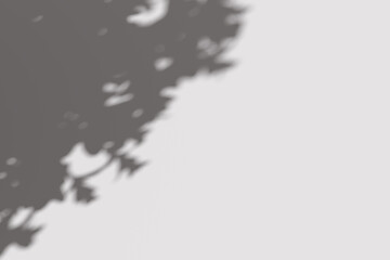 Shadow of a tree on a white wall, perfect for naturethemed backgrounds, mindfulness designs, artistic concepts, botanical projects, or summer visuals.
