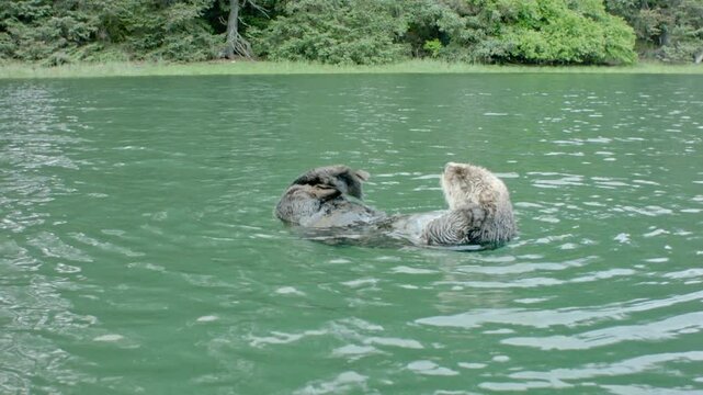 Sea Otter Floating on Its Back Grooming in the Bay
