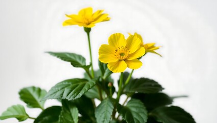 "Isolated Marsh Marigold (Caltha palustris) &ndash; Vibrant Botanical Display"