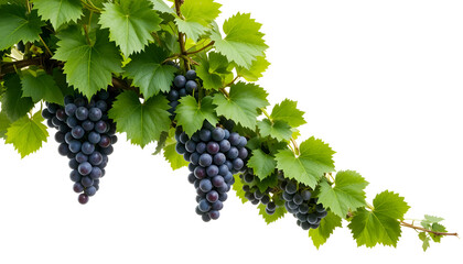 Lush, fresh grape vine with vibrant green leaves and ripe purple grapes, isolated on a transparent background, perfect for vineyard branding, organic fruit packaging, and wine industry promotions