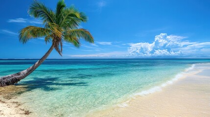 Tropical Paradise: Palm Tree on Pristine Beach