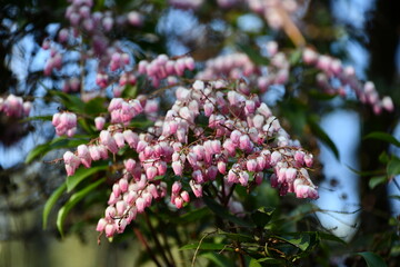 アセビ　Japanese andromeda