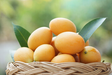 Ripe yellow Marian Plum fruits or Mayongchid or or Plum Mango on basket. Concept, Tropical fruit in Thailand. Delicious, sweet and a bit sour taste. Organic agriculture crops.            