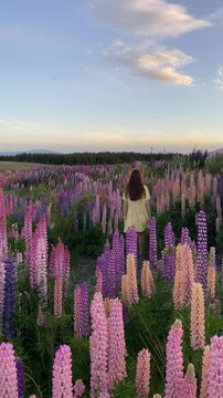 A beautiful girl in a dress and hat walks through a field of colorful pink, blue and yellow lupines next to famous Pukaki Lake. Springtime in New Zealand, Mount cook national park, South Island