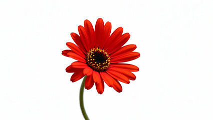 Beautiful Red Daisy Flower Isolated on Transparent Background - Tropical Flowering Plants Concept with Empty Space for Creative Use in Photo Stock