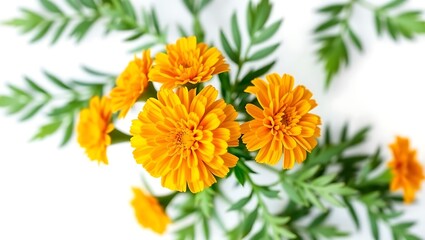 "Vibrant Tagetes Marigolds Isolated on White Background"