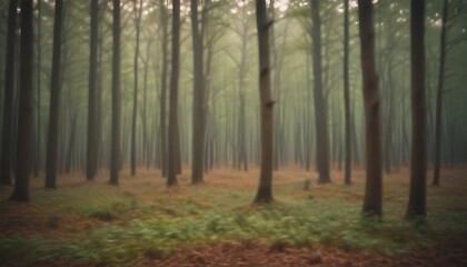 Blurred forest background