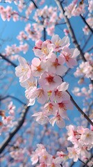 Obraz premium Their soft pink hues contrast beautifully against the clear blue sky, creating a dreamy and serene scene.