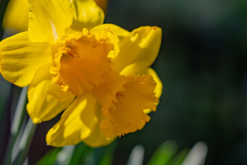 Spring Narcissus flower in bloom. Spring narcissus blossoms. Narcissus flowers in a garden. Close-up of a blooming narcissus. Blossoms spring background.
