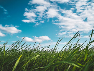 Obraz premium Blue sky and white clouds