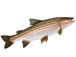Naklejka premium Rainbow Trout - A freshwater fish, mild and delicate, often grilled or pan-fried.