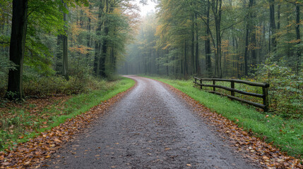 Obraz premium serene forest road surrounded by trees, with autumn leaves scattered ground, evokes tranquility