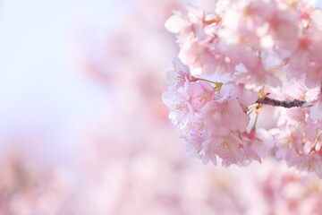 満開の河津桜