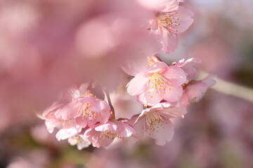 満開の河津桜