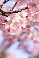 満開の河津桜