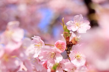 満開の河津桜