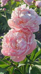 Twin pink peonies blooming in sunlight
