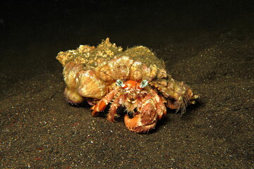 Orange hermit crab with yellow shell. Colorful crab sitting on the black sandy bottom. Tropical wildlife, underwater photography from scuba diving. Marine life in the deep.