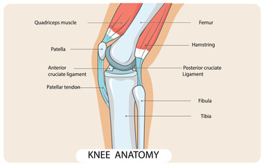 Anatomy of the human knee joint  structure diagram schematic . Medical science educational illustration. vector