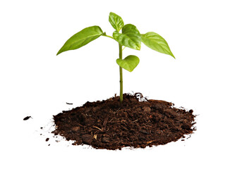 Young plant in soil