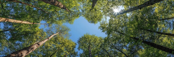 Looking Up at Tall Trees Against a Clear Blue Sky Outdoors