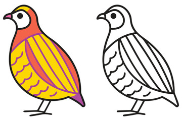 Colorful Quail Bird Illustration and Line Art Drawing for Coloring Pages