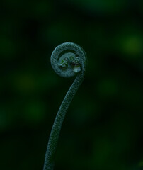 polypodiophyta or paku pakuan or pakis pakisan © Early