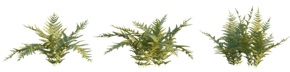 Dryopteris erythrosora tree 4k png cutout transparent background