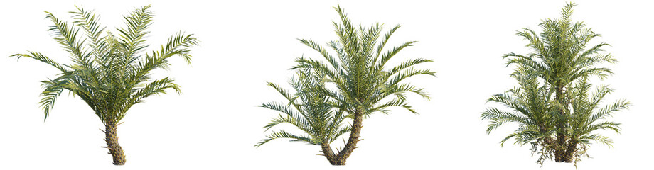 Blechnum gibbum tree 4k png cutout transparent background